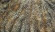 catfur