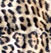 cheetah_square_cyc