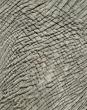 elephant_cyc