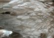 feathers