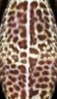gecko