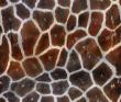 giraffe_cyc