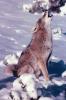animals004.jpg