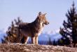 animals005.jpg