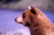animals006.jpg