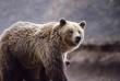 animals008.jpg