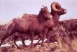 animals009.jpg