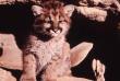 animals010.jpg