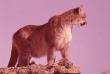 animals011.jpg
