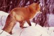 animals012.jpg
