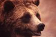 animals013.jpg