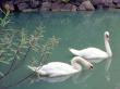 animals014.jpg