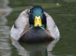 animals015.jpg