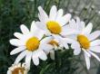 flowers001.jpg