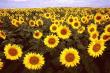flowers002.jpg