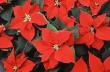 flowers003.jpg