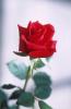 flowers004.jpg