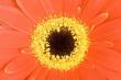 flowers005.jpg
