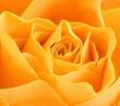 flowers006.jpg