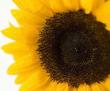 flowers007.jpg