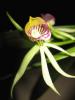 flowers009.jpg