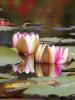 flowers010.jpg