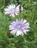 flowers011.jpg