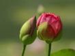 flowers012.jpg