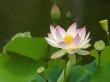 flowers014.jpg