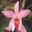 flowers015.jpg