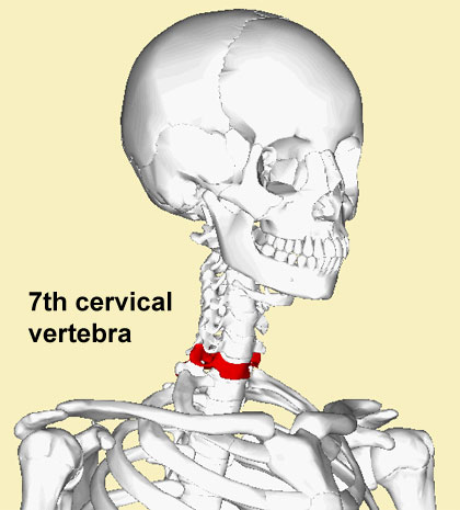 7th cervical vertebra